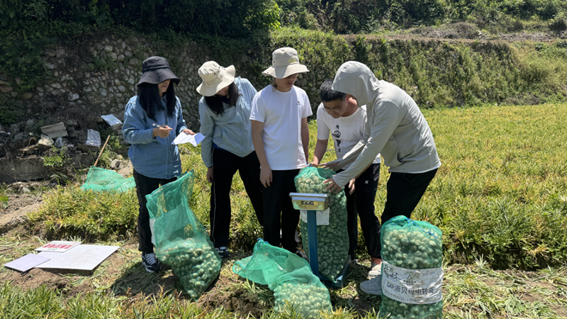 多方協同開展聯合試驗 農資農技助力中藥材種植提質增效